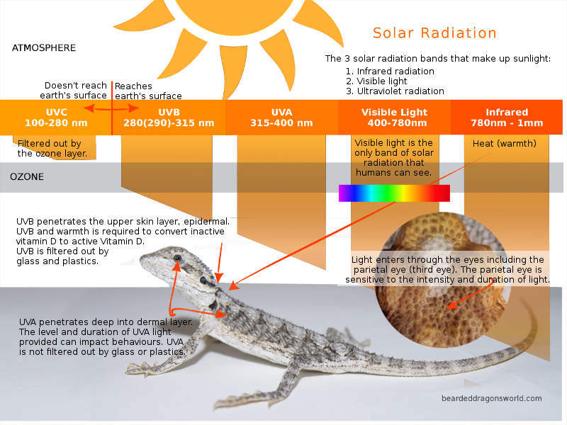 Solar radiation bands for bearded dragons UVB UVA and visible light