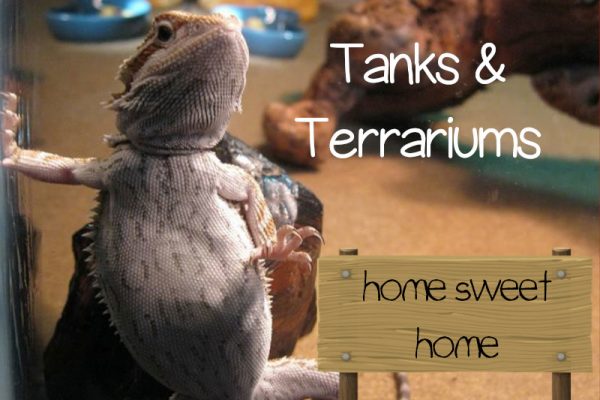 bearded dragon tank and terrarium