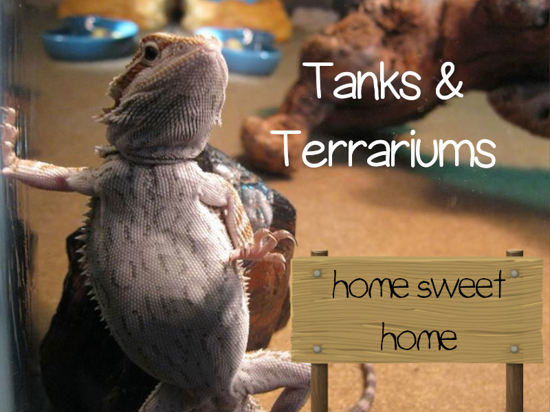 bearded dragon tank and terrarium