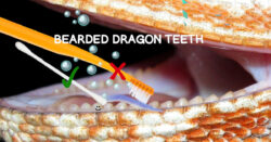 cleaning bearded dragon teeth
