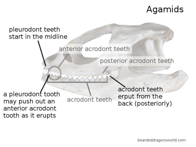 agamid teeth bearded dragon