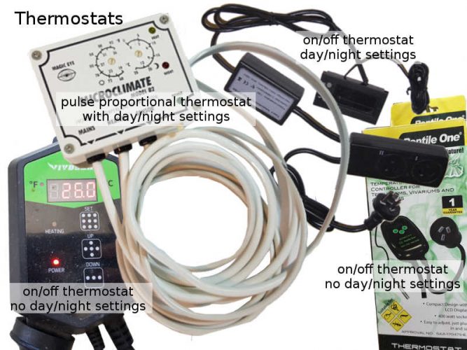 thermostats in bearded dragon light setup controls heating and lighting