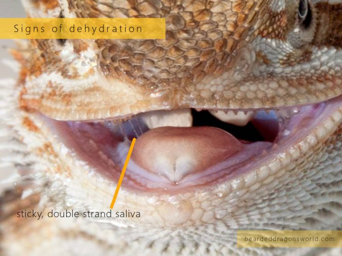 Bearded Dragons Drink Water 5 Rehydration Techniques