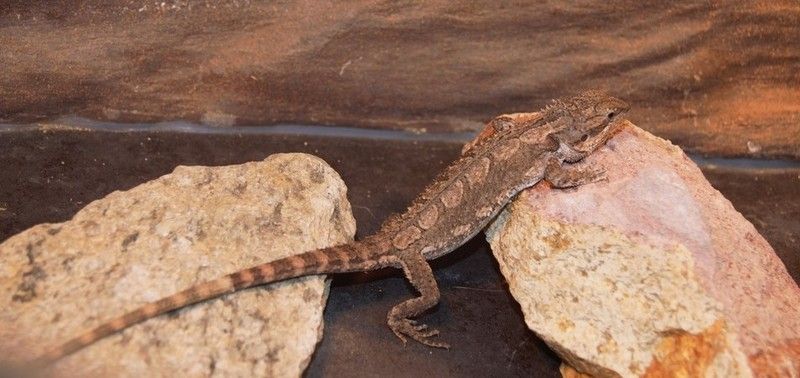 Rocks have many uses for a bearded dragon including scratching an itchy belly