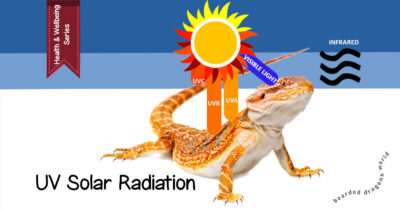 Bearded Dragon Poop Guide: The Ins and Outs of Poop