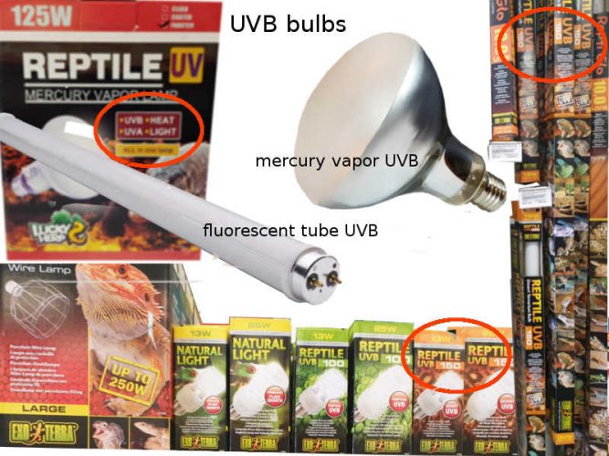 UVB bulbs for bearded dragon house setup