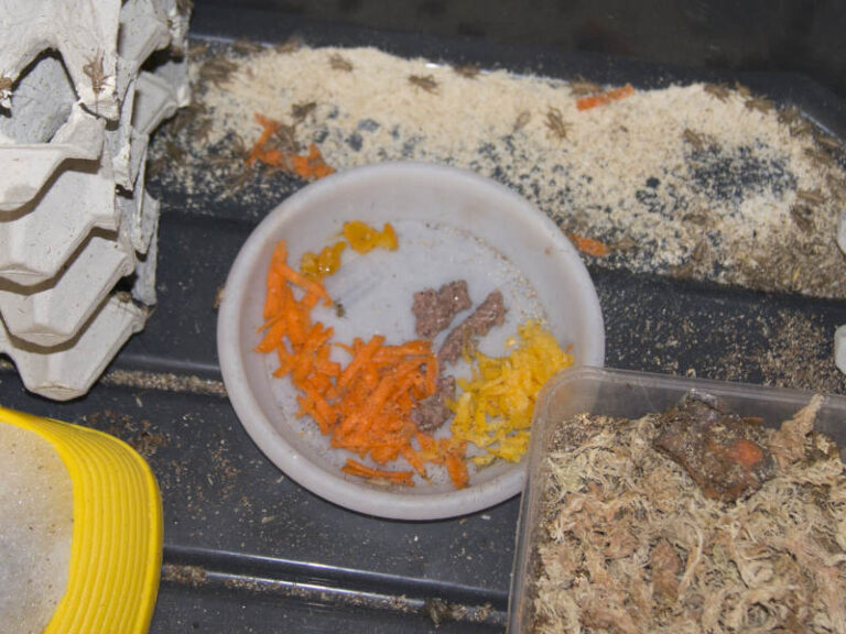 Can Bearded Dragons Eat Cat Food, Dog Food or Raw Meat?