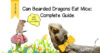 Bearded Dragons Food: With Printable Food Chart