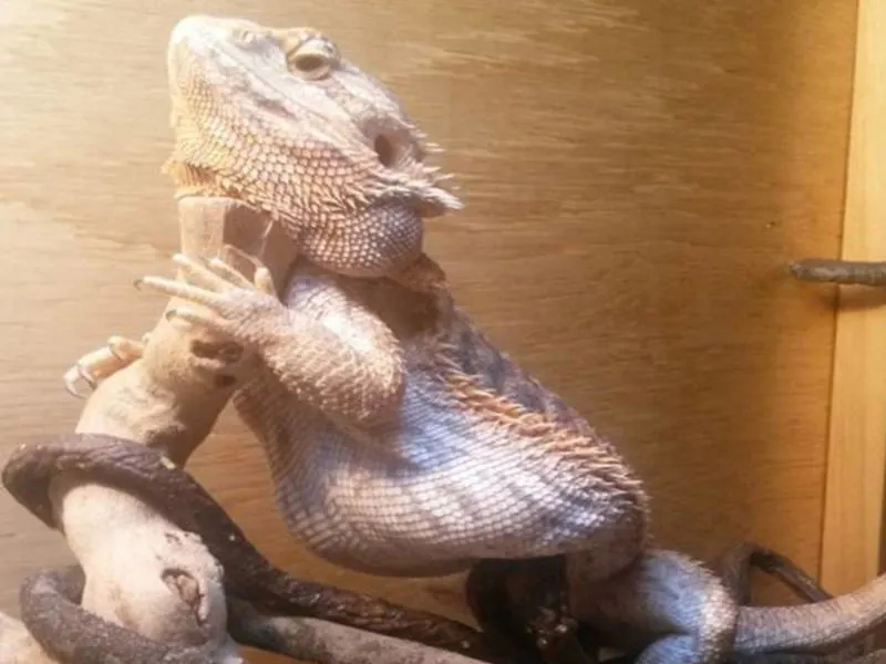 bearded dragon fat belly
