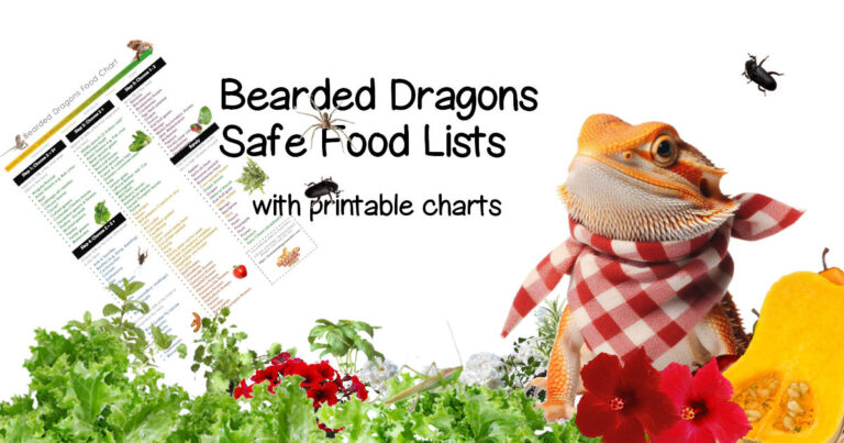 bearded dragons food list on left with abearded dragon wearing a napkin on right and vegetables and flowers below that beardies eat