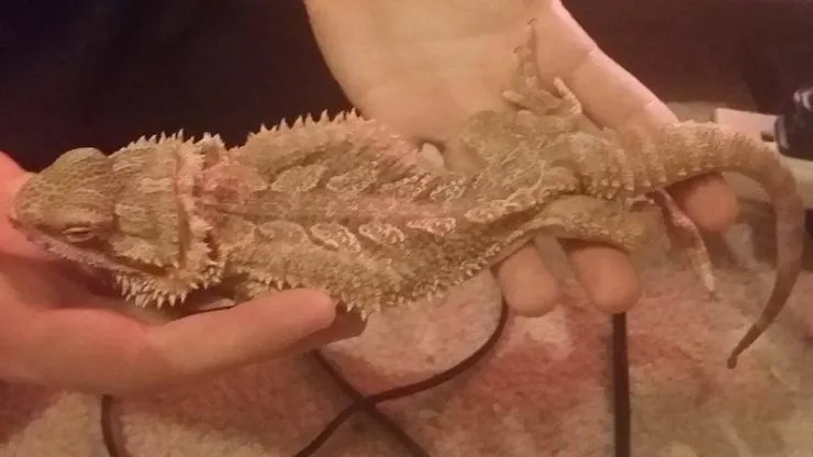 bearded dragon in late stages of mbd