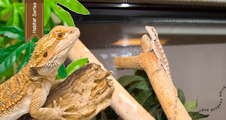 image for bearded dragons lighting and heating showing a bearded dragon basking on its log with green plant leaves in the background. There is also a Western bearded dragon in the background basking on a branch under its lighting and heating in its enclosure.