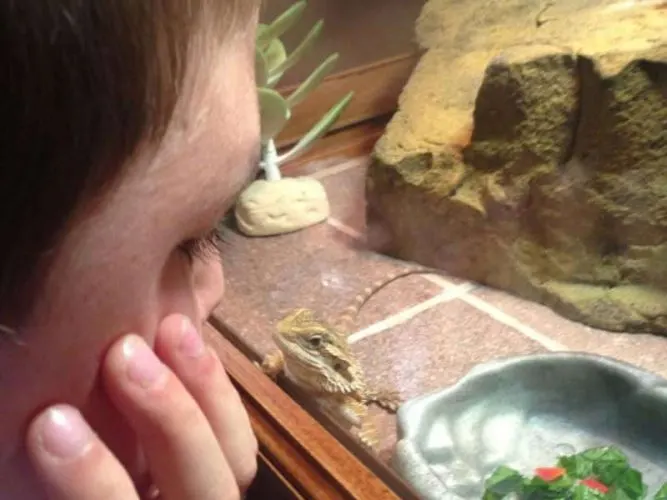 are bearded dragons safe for toddlers