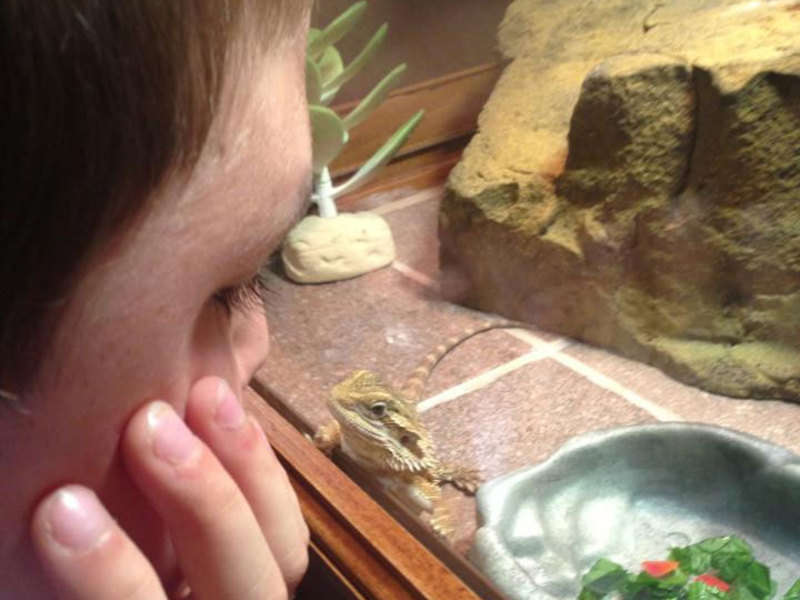 Can my Bearded Dragon Make Me Sick and Can I Make it Sick?