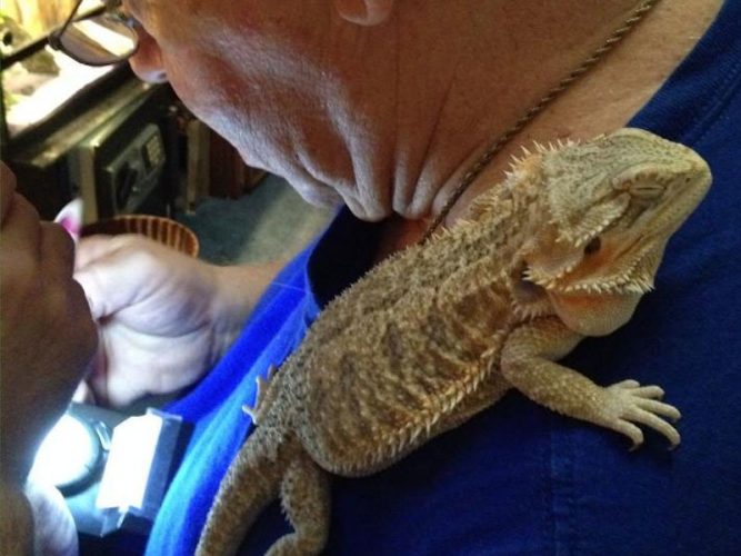 bearded dragon attached and bonded to its owner