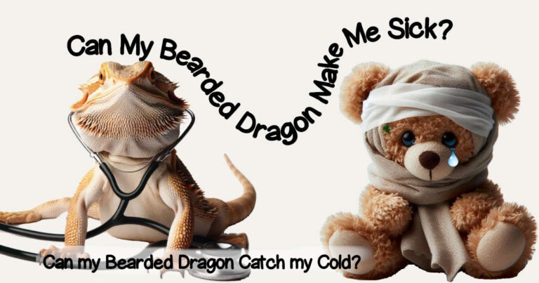 Can my bearded dragon make me sick and can my bearded dragon catch my cold