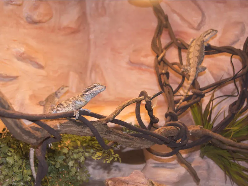 diy background for bearded dragon