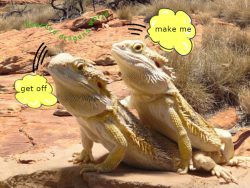 do bearded dragons live together, can they be friends