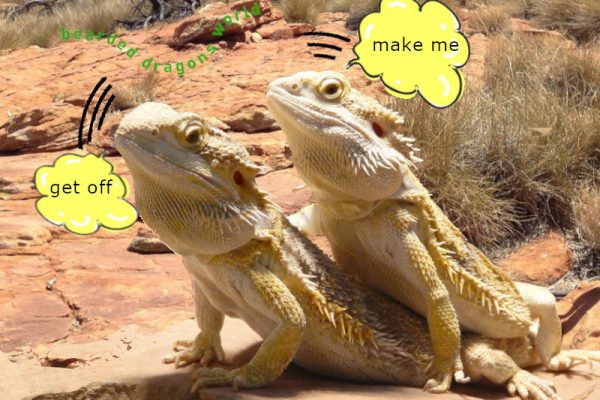do bearded dragons live together, can they be friends