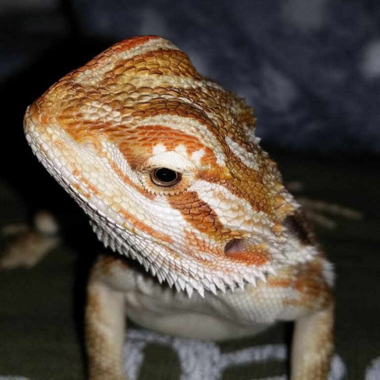 17 Fascinating Facts About Bearded Dragons