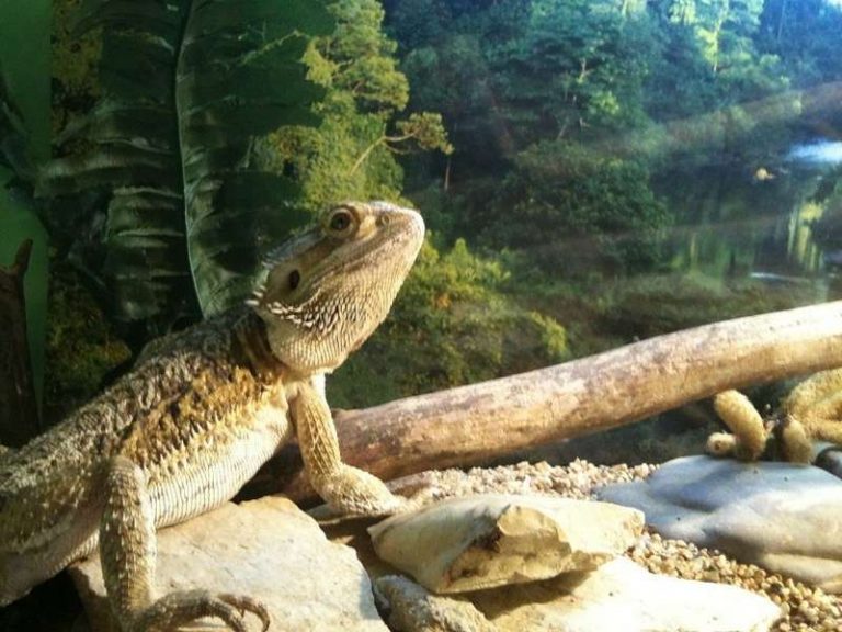 Best Substrate for Bearded Dragons: Essential Guide