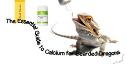 Picture of Simplifying Calcium for Bearded Dragons and Vitamin D3