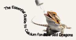 Guide to calcium for bearded dragons. Sources of calcium, how much calcium, how often to give calcium. Liquid or powder calcium.