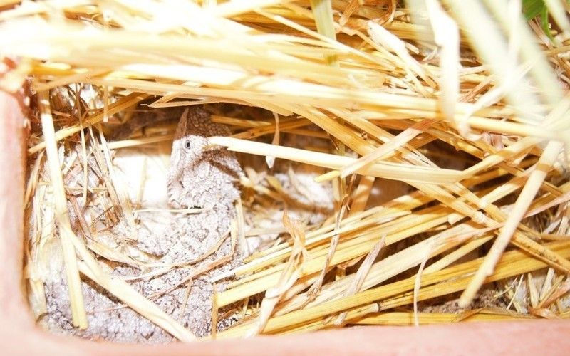 Hay as added accessory for bearded dragon