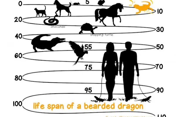 how long bearded dragon live