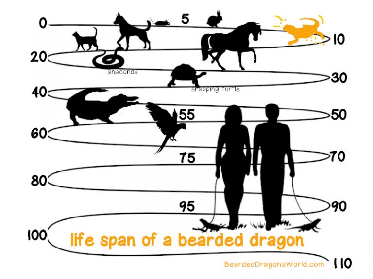 how long bearded dragon live