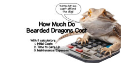 how much do bearded dragons cost with 4 calculators including electricity calculator.