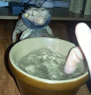 Bearded dragon 2025 water bowl