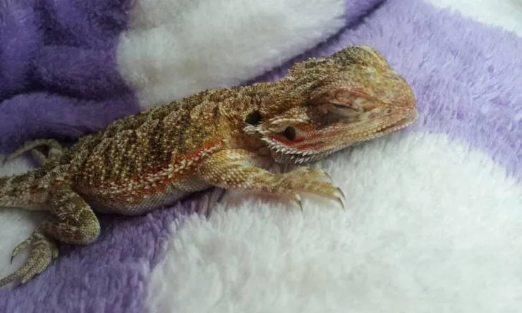juvenile bearded dragon attacked