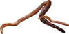 live food earthworms