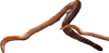 live food earthworms