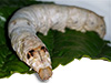 Live food silk worm for bearded dragon diet 