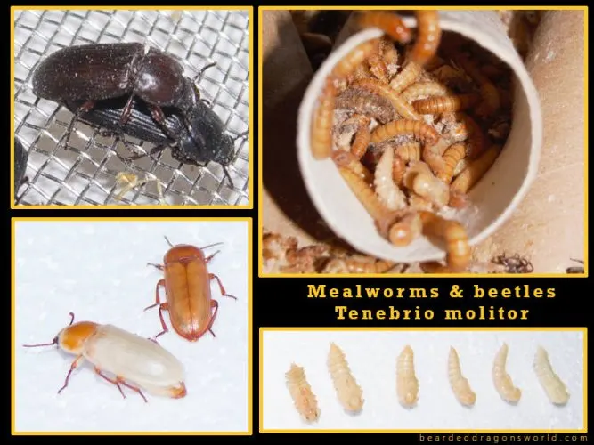 Breeding and keeping mealworms