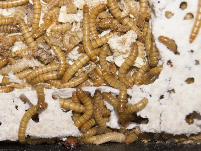 mealworms being bred for bearded dragons eating polystyrene