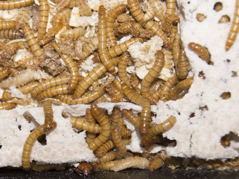Making Keeping & Raising Mealworms Easy for Busy People