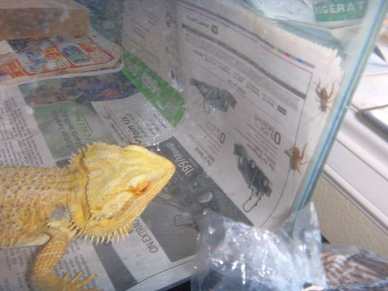 Best Substrate for Bearded Dragon 2020 Review