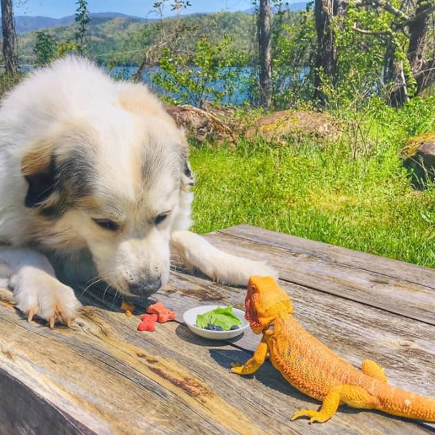 Kellys pet bearded dragon and dog eating