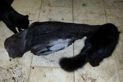 Preparing wood for reptiles