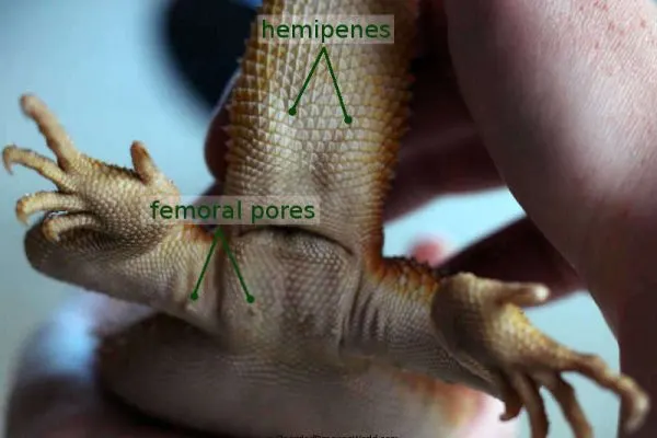 determining the sex of bearded dragon male