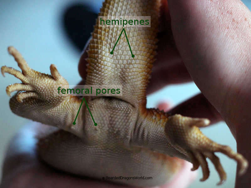 Bearded Dragon Male or Female [sexing]