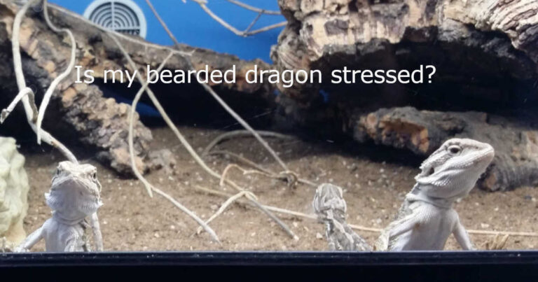 stress in bearded dragons