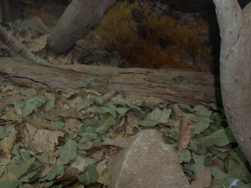 Picture of Best Substrate for Bearded Dragons