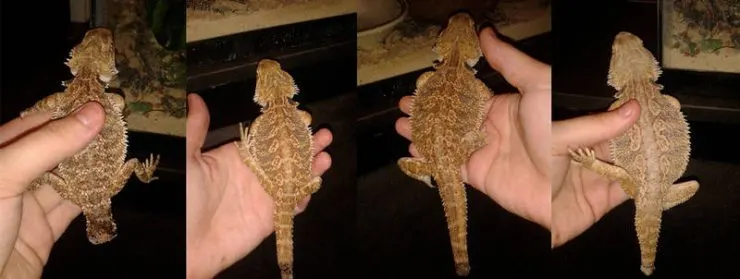 Keeping bearded dragons together can be cruel