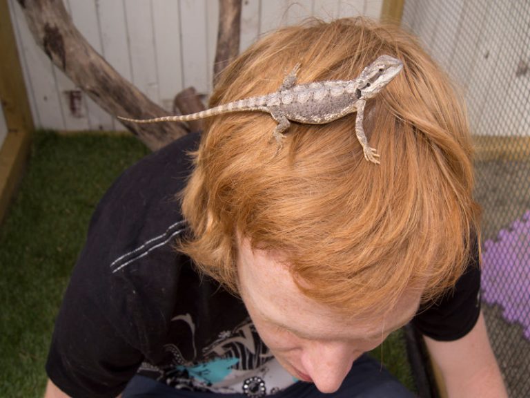 5 Ways To Tame A Bearded Dragon How To Stop Biting 