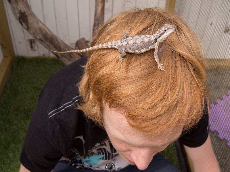 5 Ways to Tame a Bearded Dragon [& how to stop biting]