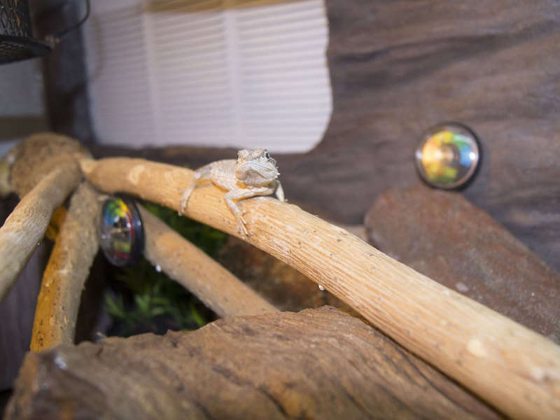 Bearded Dragon Indoors and Outdoor Housing